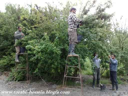 Prunus domestica subsp italica var(claudiana)